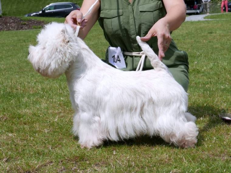 Bocans Bohemian Rhapsody