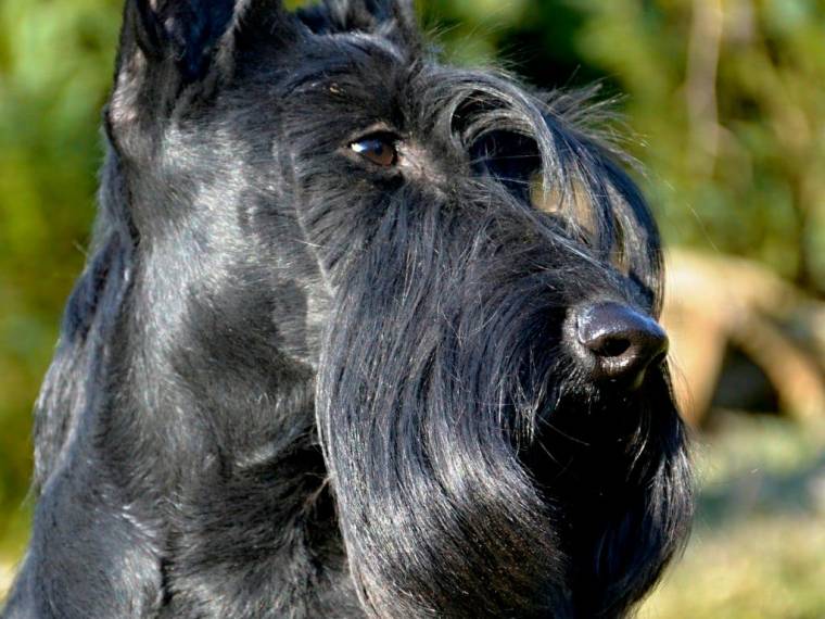 Maya Belle Magic Scotland