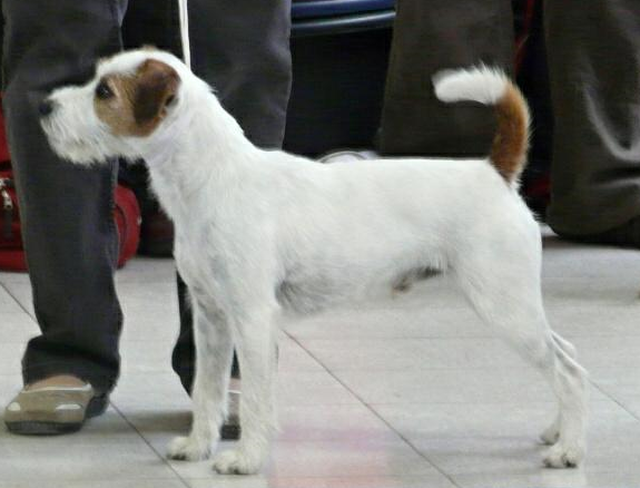 Chuck Norris Černý faun