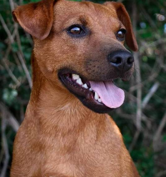 Apocalypsa Invicta Venandi