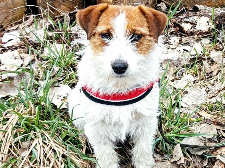 Carolain od Vrchu Kamýk