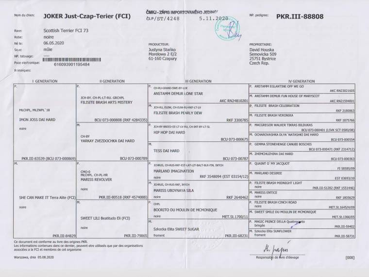 Joker Just-Czap-Terier