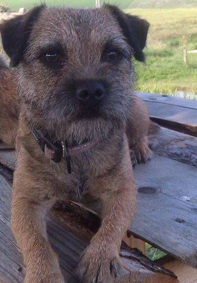 Chaty z Martinčina chovu