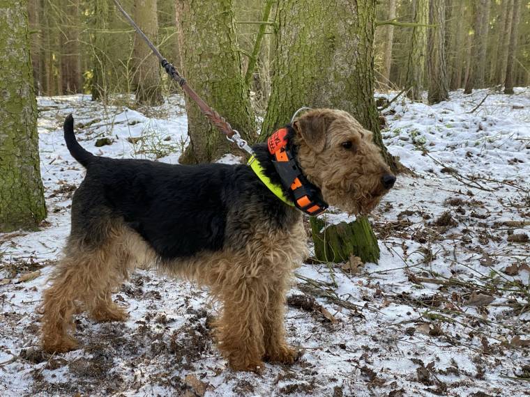 Amála z Císařského lesa