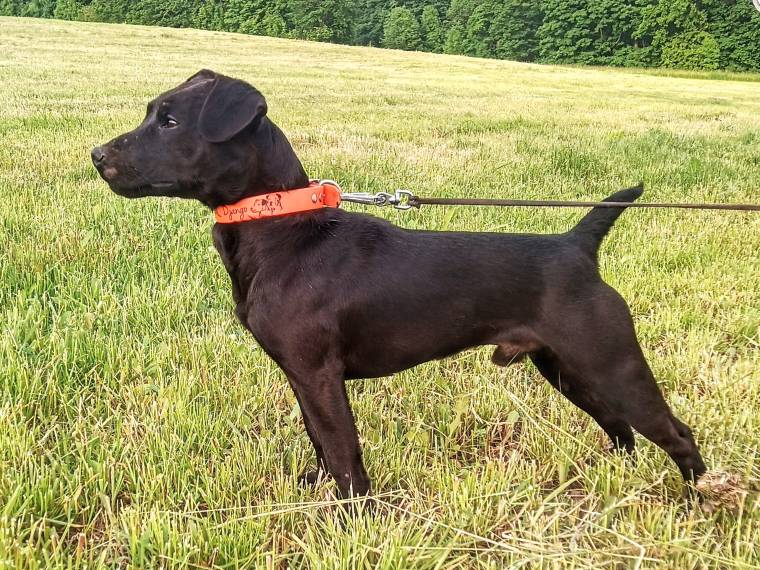 Boss Invicta Venandi