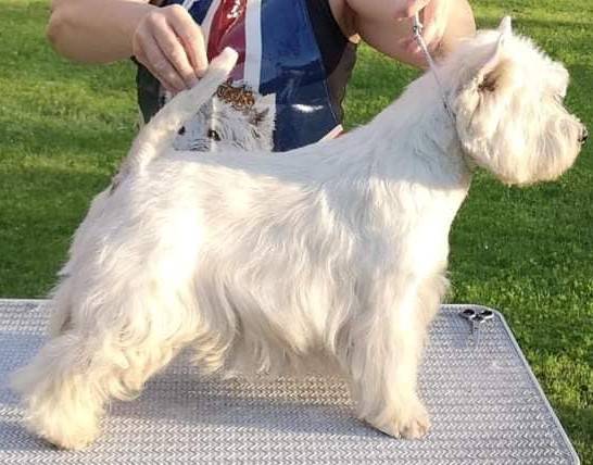 Erick Třešňový květ