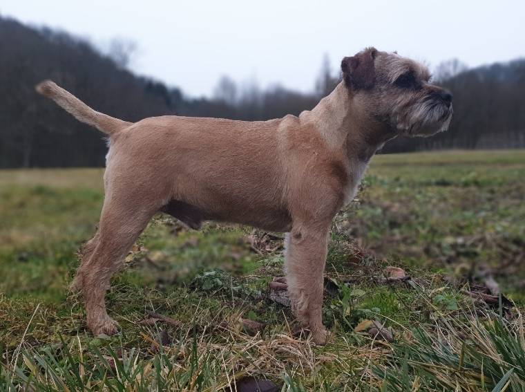 Barney Spomyšl Bohemia