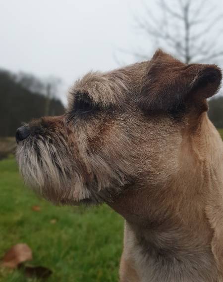 Barney Spomyšl Bohemia