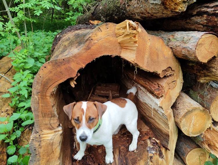 Bart Rasty Spytinowa