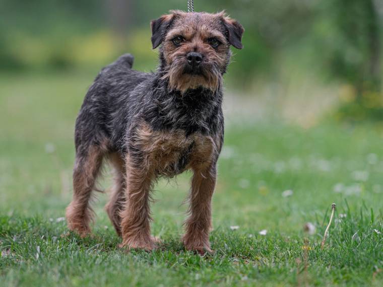 Cita od Zabité skály