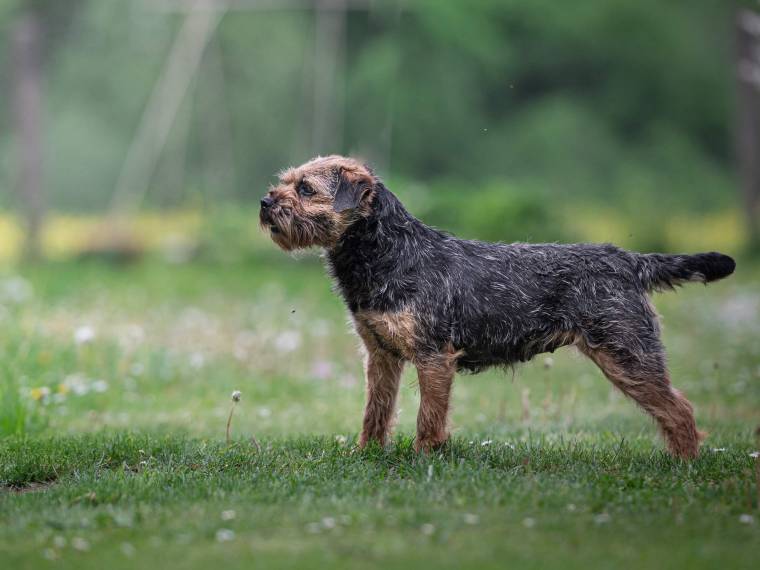 Cita od Zabité skály