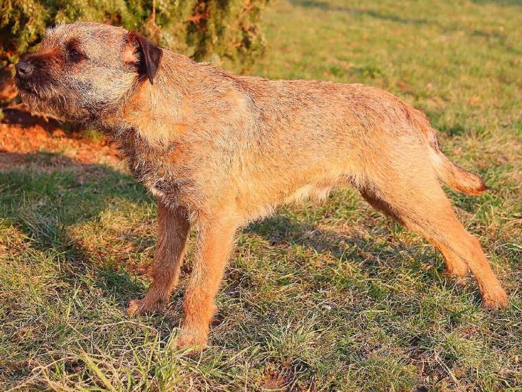 Archie z Vraního kopce