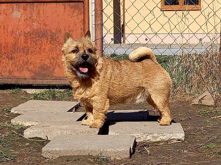 James Bond Honey Goblin