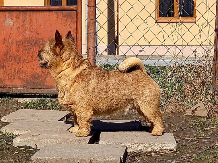 James Bond Honey Goblin