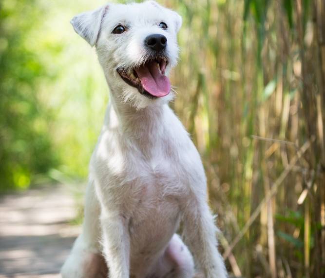 Born to be Wild Sweet Provocateur