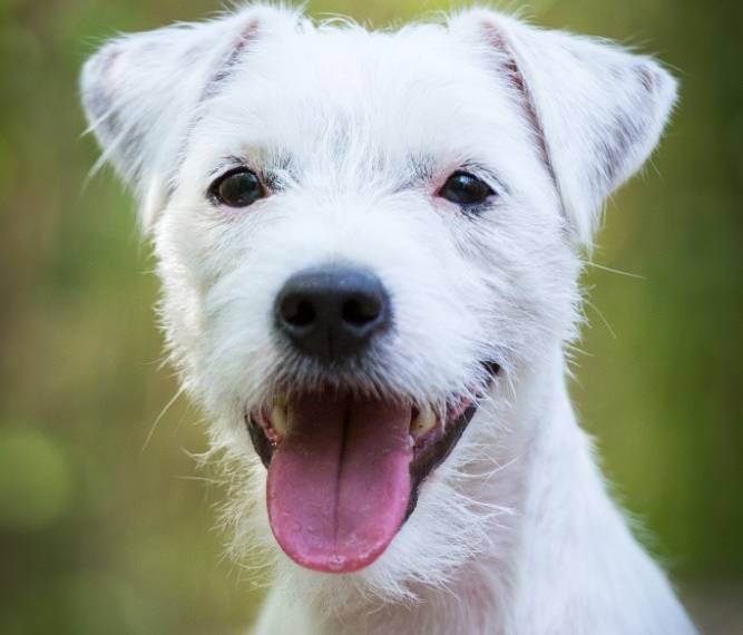 Born to be Wild Sweet Provocateur