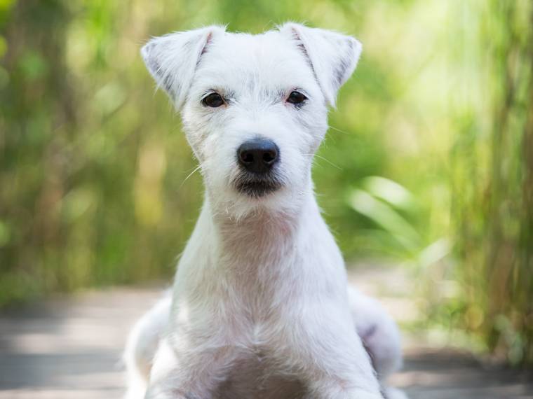 Born to be Wild Sweet Provocateur