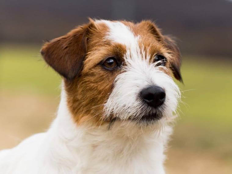 Andie Fiori di Kenya