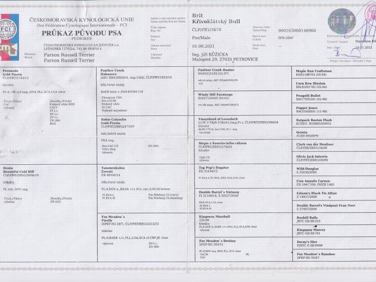 Brit Křivoklátský Bull