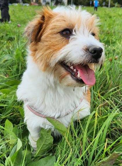 Kleopatra di Armonia Canina