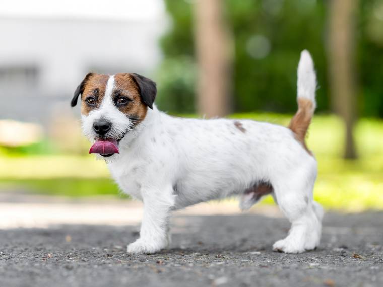 Atrej Fiori di Kenya