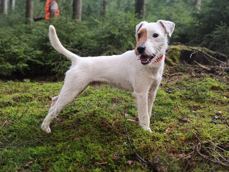 Apollo od Jesenické louže