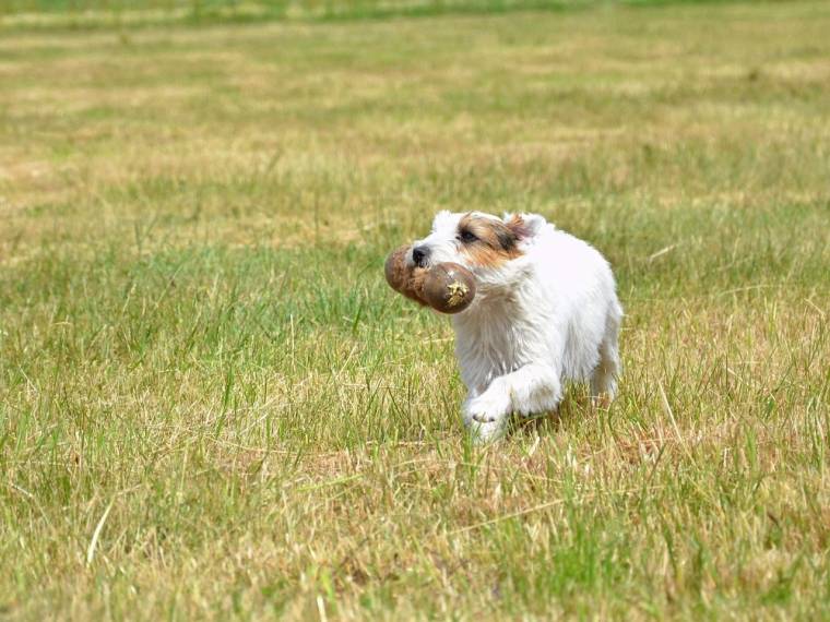 Frony Kutcher - Chan