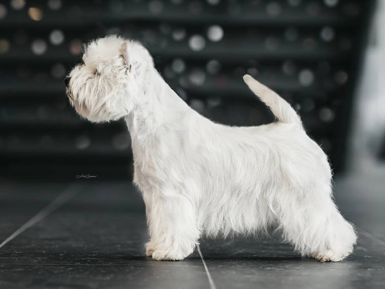 Biscuit Love Elven Gemstone