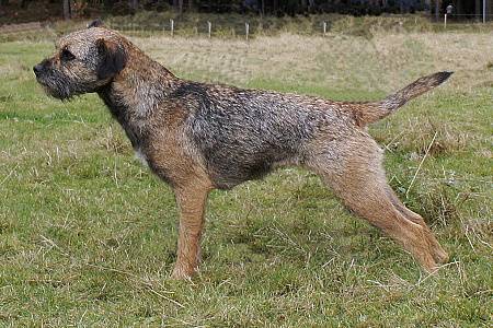 Chasinta z Bukovských lesů