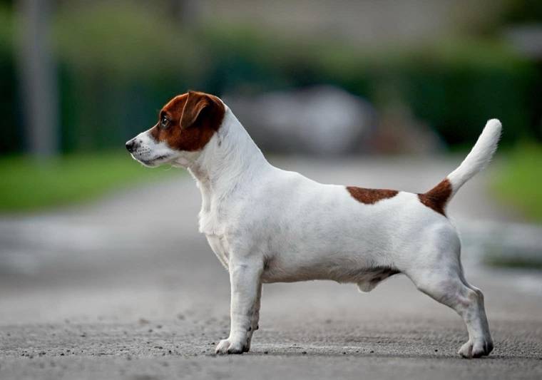 Bart Rasty Spytinowa