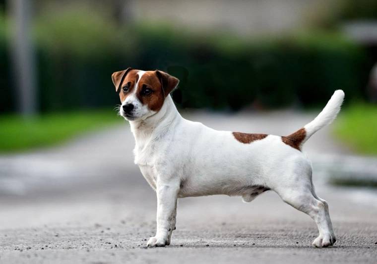 Bart Rasty Spytinowa