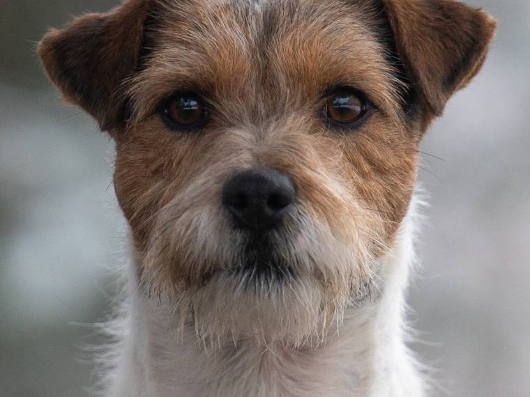 In Barney's Forest Black Bubble