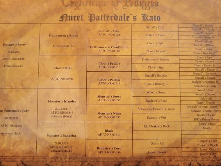 Kato Nucet Patterdale’s