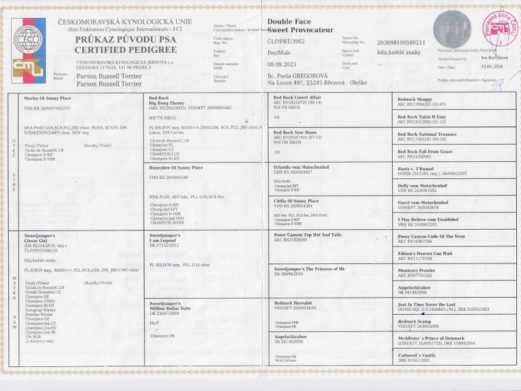 Double Face Sweet Provocateur