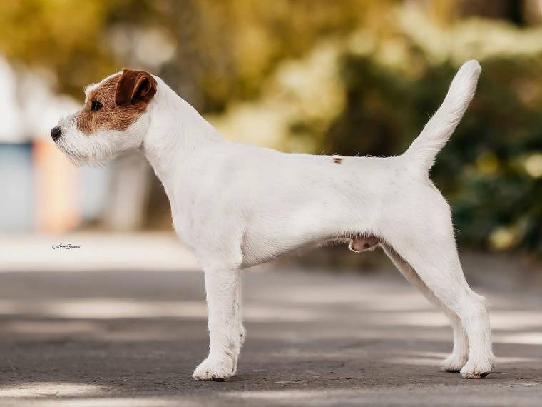 Double Face Sweet Provocateur