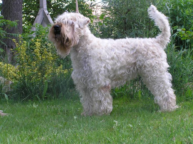 Glendree Pamppy from Breenagh