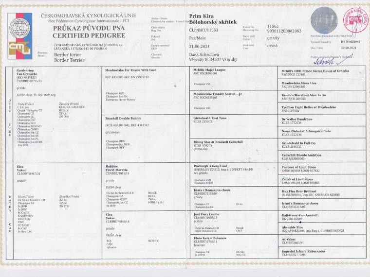 Prim Kira Bělohorský skřítek