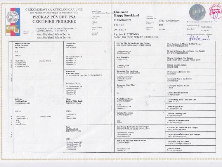 Chairman Happy Snorkland