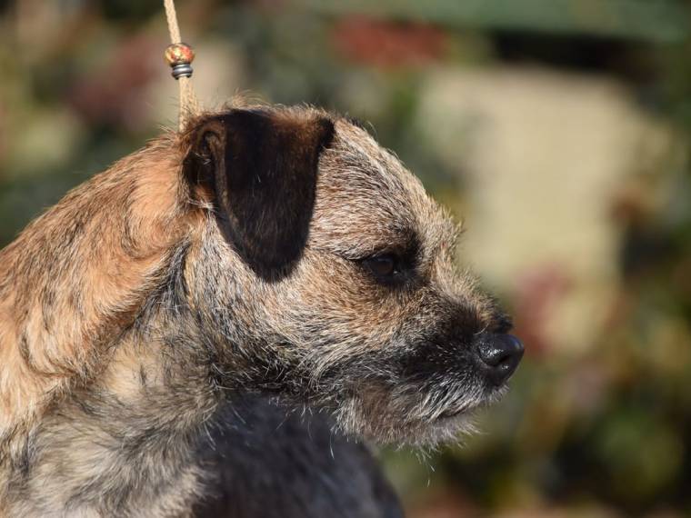 Ozzy Prodigy Psi Mysteria