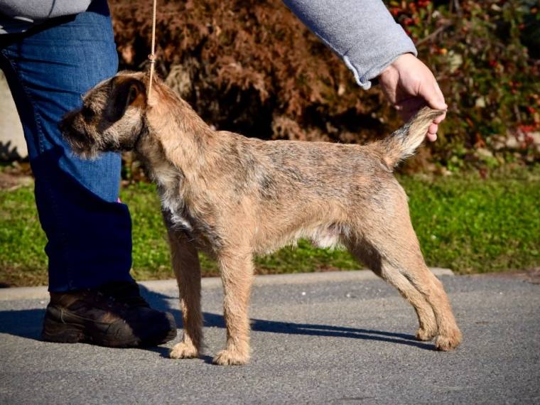 Ozzy Prodigy Psi Mysteria