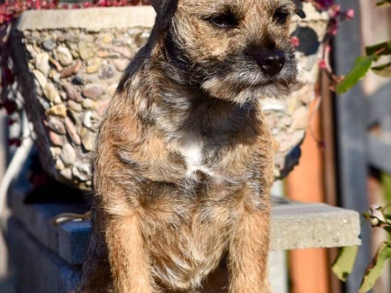 Ozzy Prodigy Psi Mysteria