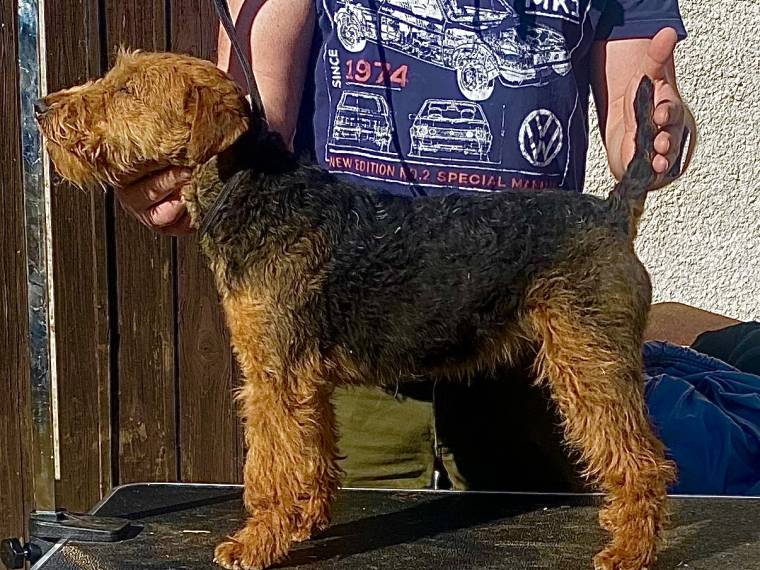 Cora Kublov Křivoklátský Bull