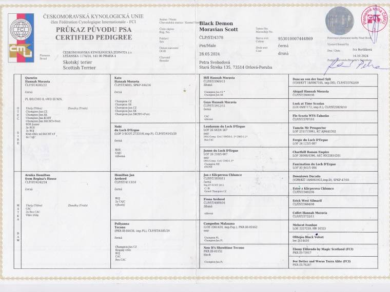 Black Demon Moravian Scott