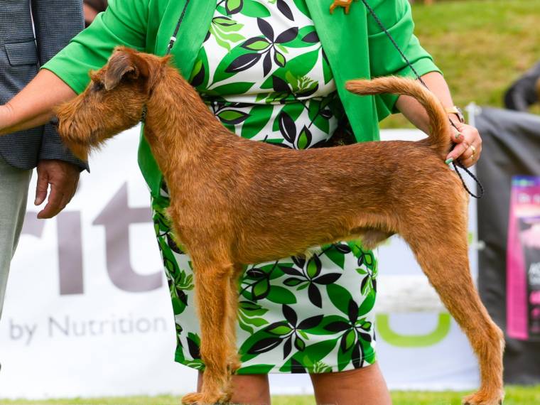 Orion In The Sky Simply Irish