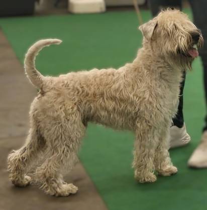 Argo Samsára Dragon's Lair