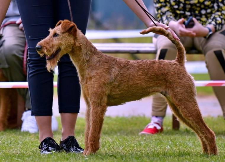 Broxi Alpha Canis Majoris