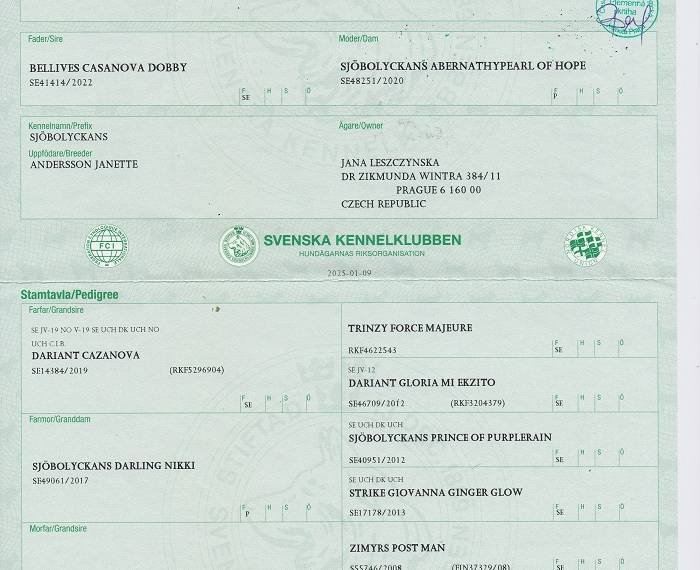 O'boy The One And Only Sjöbolyckans