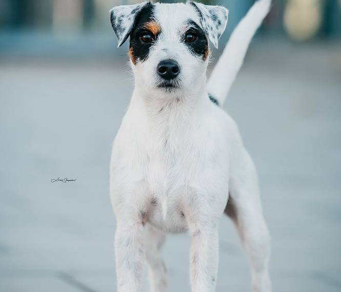 Evar Moravia Merilen