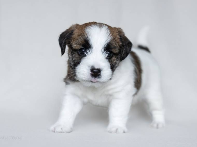 Vrh A Blackwood Legend