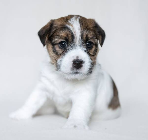 Vrh A Blackwood Legend